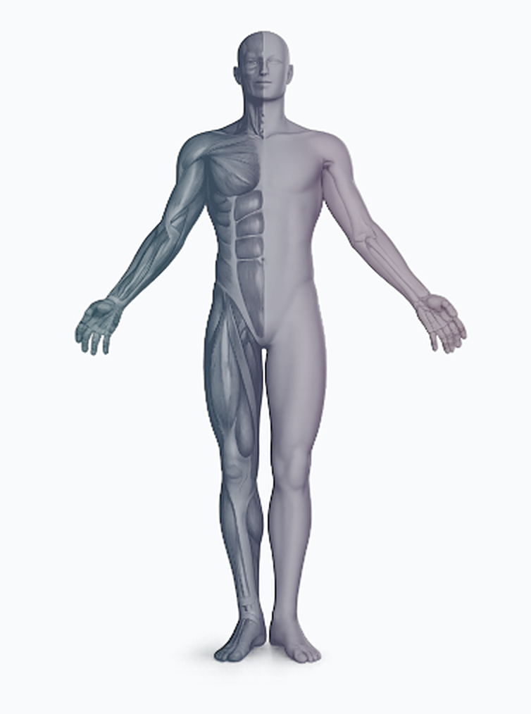 Anatomical body — click the area that hurts